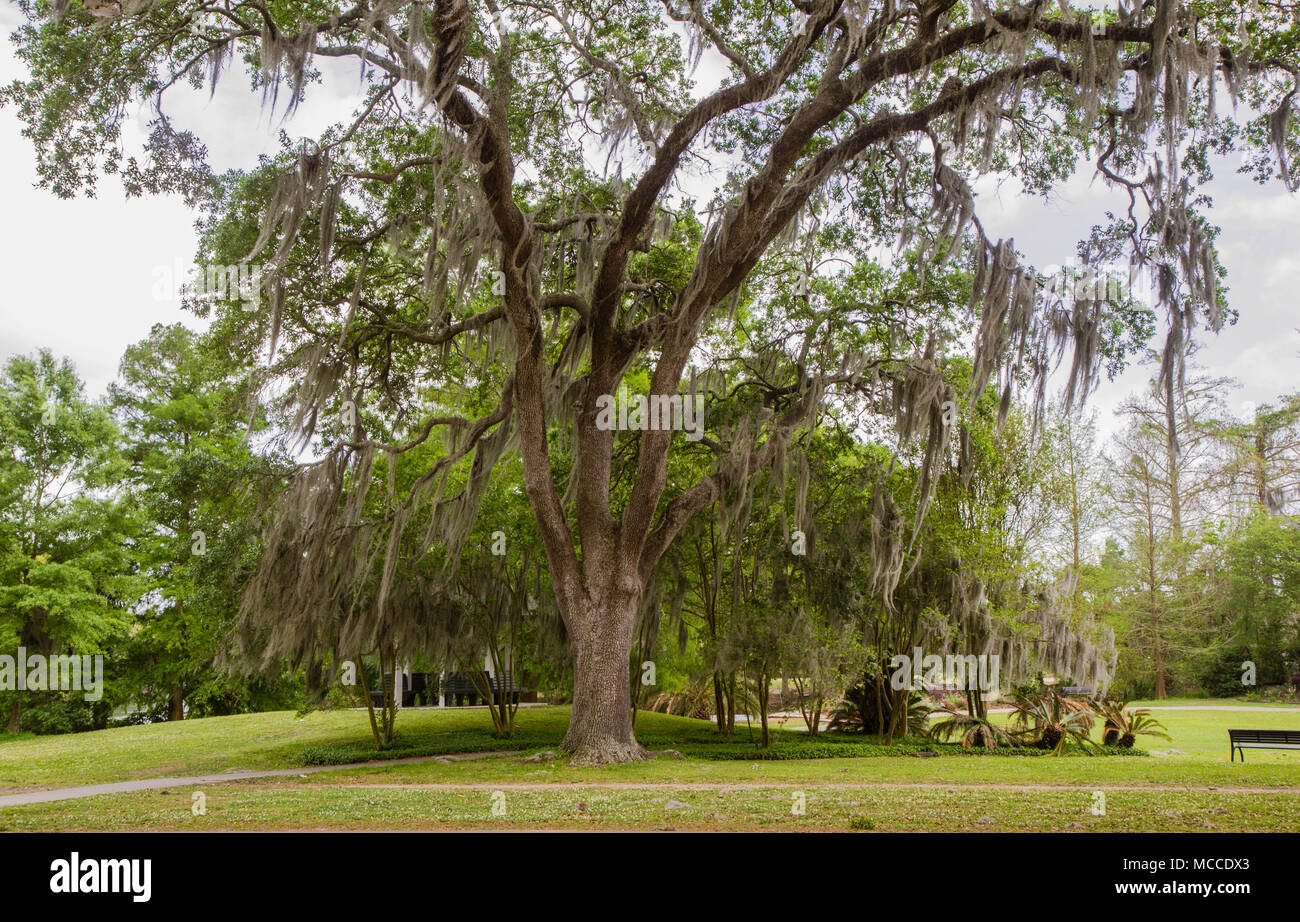 Südliche Live Oak Tree mit spanischem Moos von Niederlassungen in Audubon Park, New Orleans, Louisiana, USA hängen. Kein Volk, tagsüber horizontale Foto Stockfoto