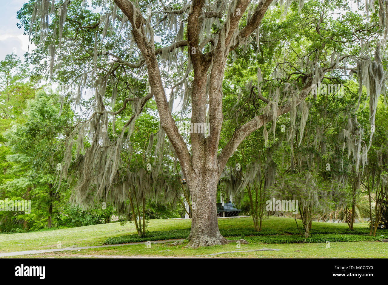 Südliche Live Oak Tree mit spanischem Moos von Niederlassungen in Audubon Park, New Orleans, Louisiana, USA hängen. Kein Volk, tagsüber horizontale Foto Stockfoto