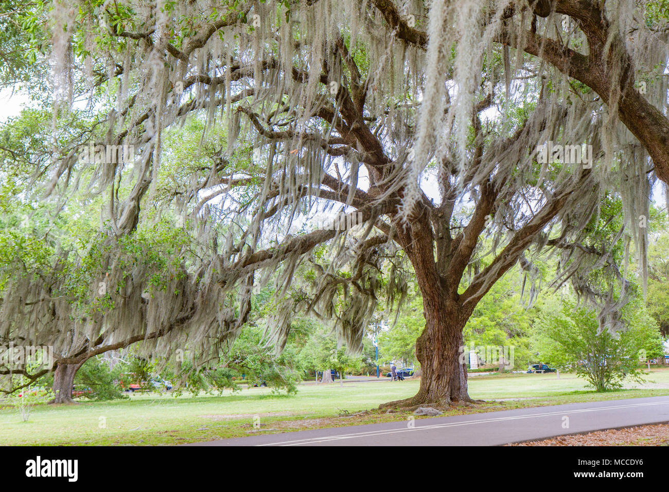 Südliche Live Oak Tree mit spanischem Moos von Niederlassungen in Audubon Park, New Orleans, Louisiana, USA hängen. Kein Volk, tagsüber horizontale Foto Stockfoto