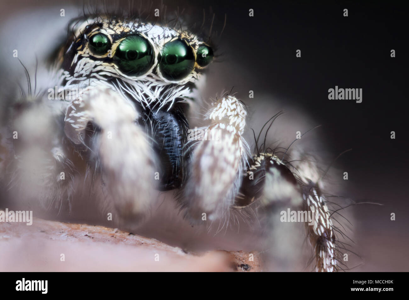 Jumping spider mit grünen Augen auf trockenen Blatt extreme Makro Stockfoto