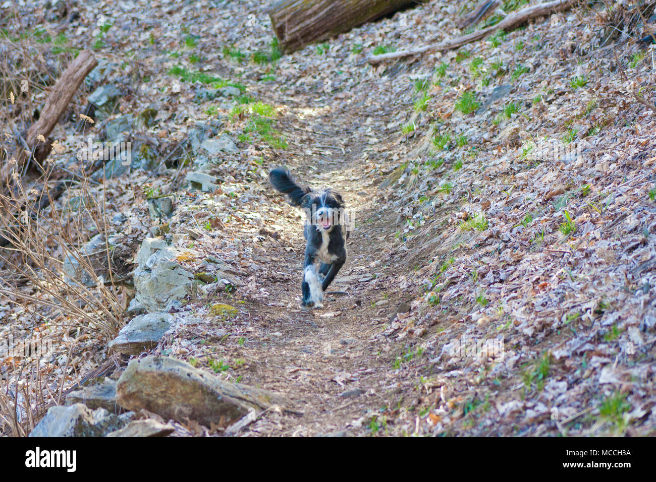 Schwarze und weiße Fuzzy pup läuft frei im Wald Trail Stockfoto