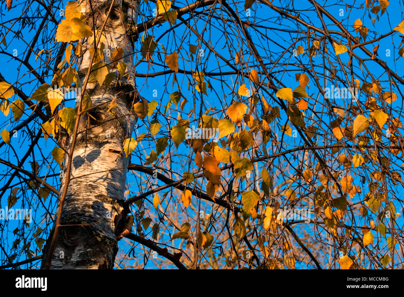 Sun dappled Ocker Herbst Blätter auf eine Birke mit bunten Kontrast zu den strahlend blauen Himmel und Silhouette Niederlassungen Stockfoto
