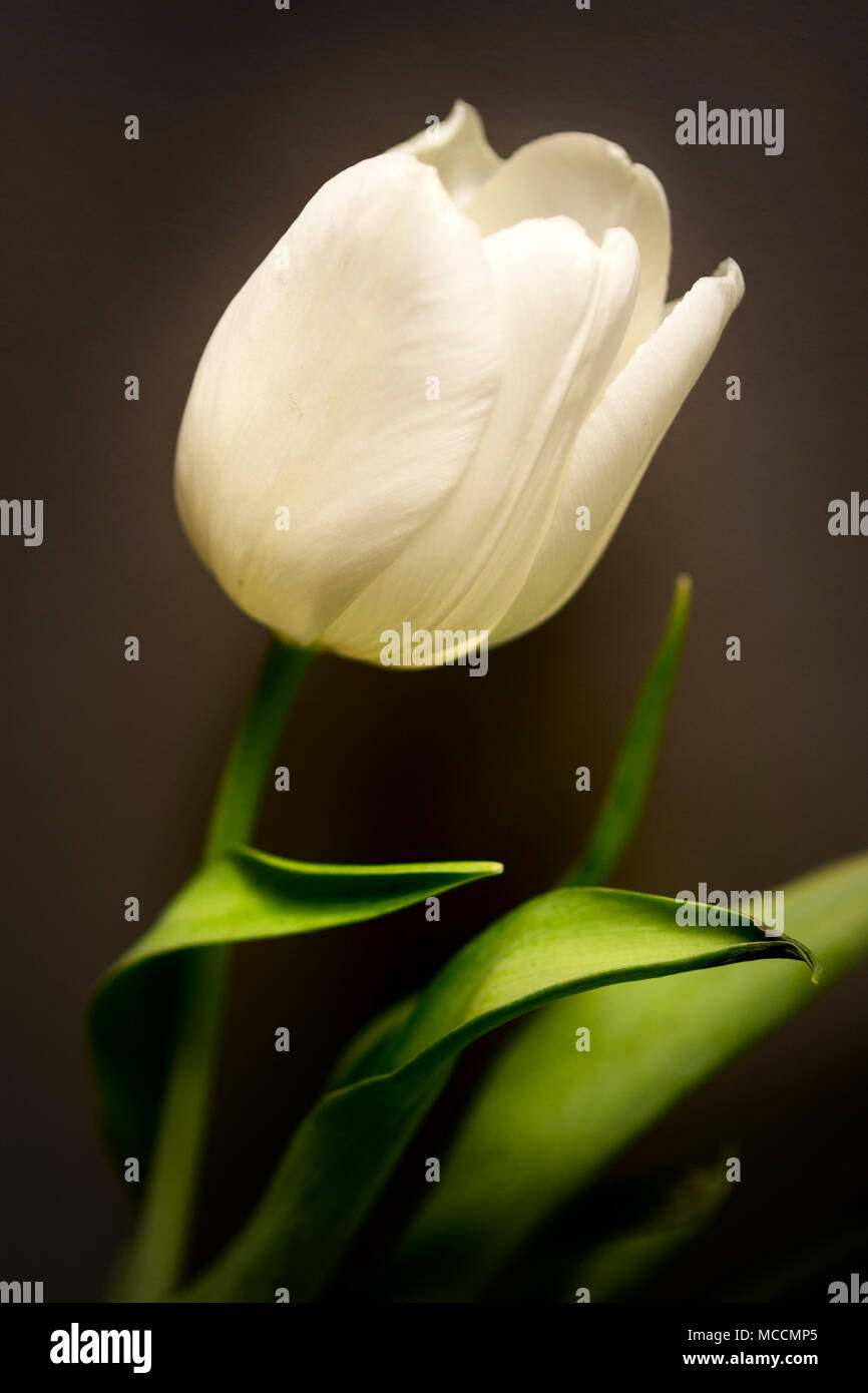 Eine White Tulip symbolisiert, Vergebung, Liebe, Ruhe, Reinheit, Entschuldigung, neue Anfänge, Sieg, Neuheit und Leidenschaft Stockfoto