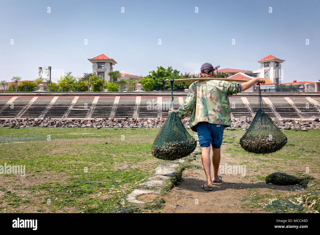 Oyster farmer Austern bei Ebbe, Xiamen, Provinz Fuijan, China sammeln Stockfoto