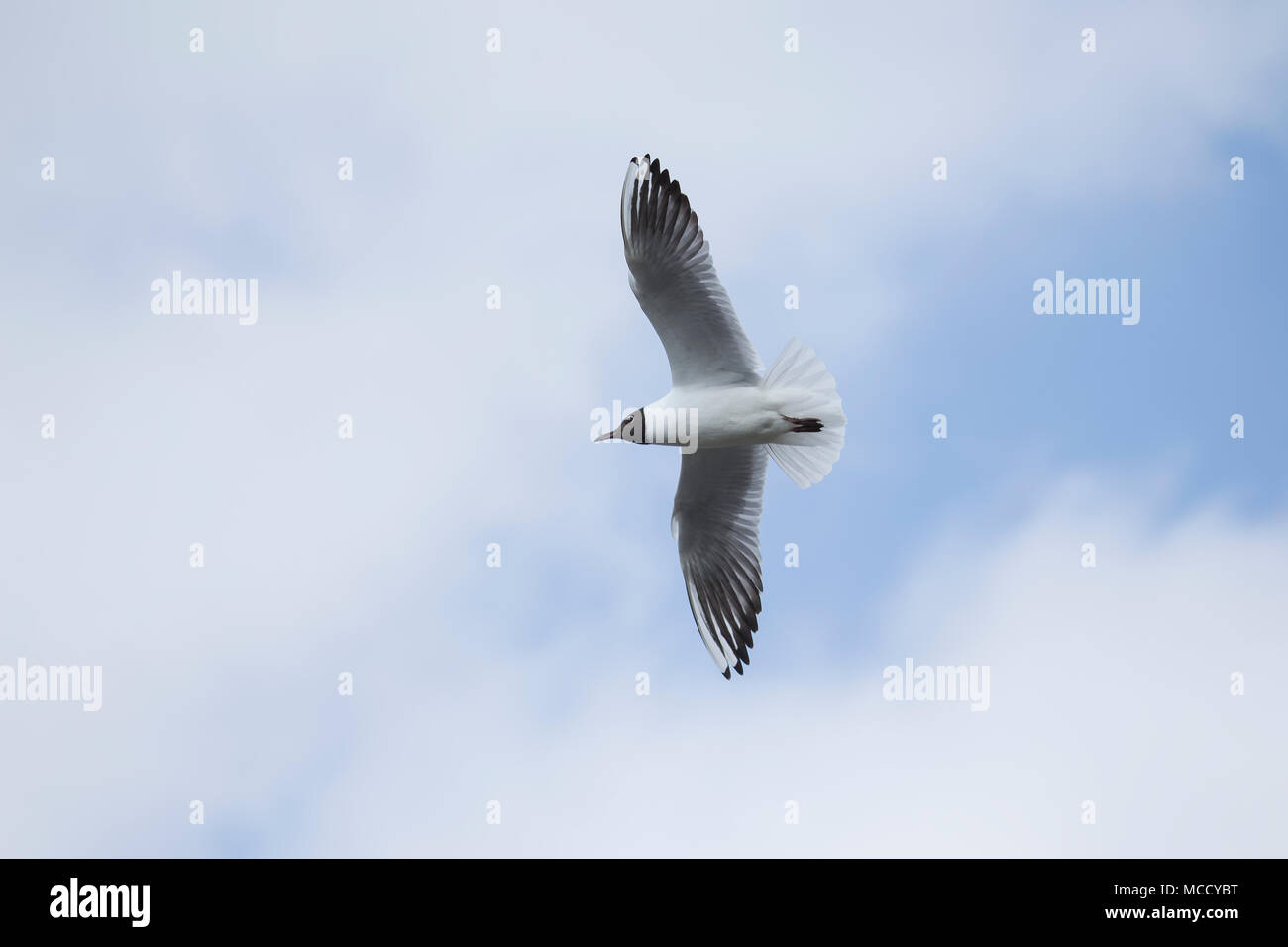 Schwarze Leitung gull Larus ridibundus im Flug gegen einen blau-weißen Himmel Stockfoto