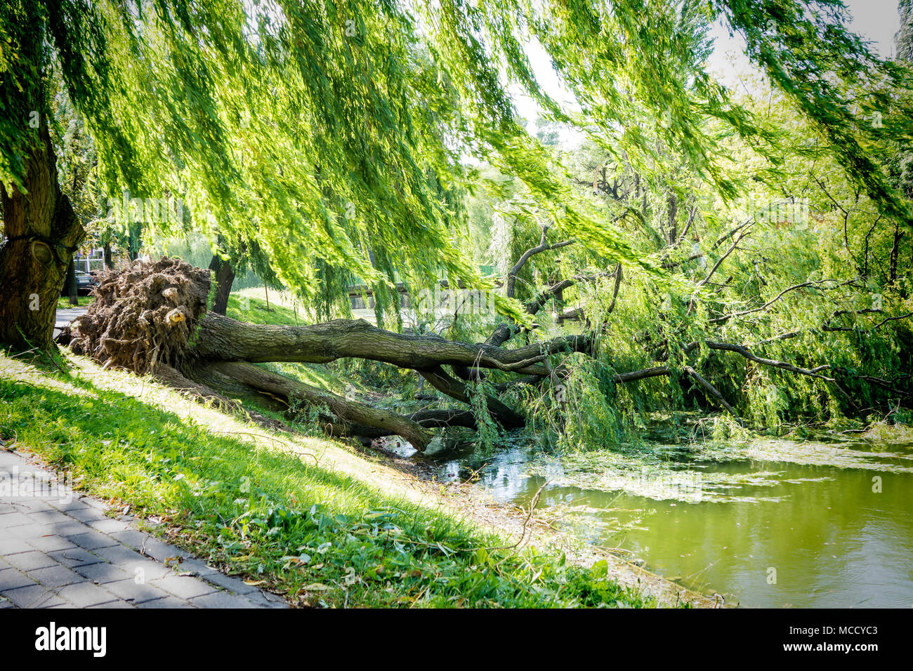 Entwurzelter Baum nach Sturm in den Fluss gefallen. Stockfoto