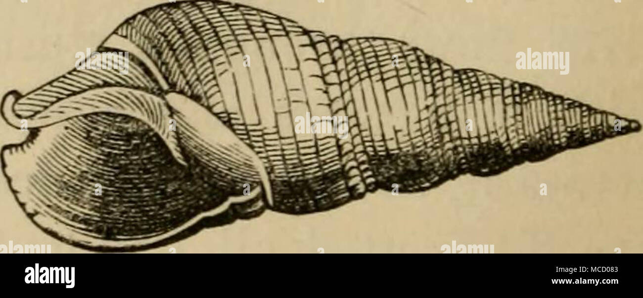 Skizzen der natürliche Verlauf von Ceylon: mit Erzählungen und Anekdoten zur Veranschaulichung der Gewohnheiten und Instinkte der Mammalia, Vögel, Reptilien, Fische, Insekten, &c. - Eine Monographie des Elefanten und die Beschreibung der Betriebsarten zur Erfassung und Schulung von it mit Gravuren von Originalzeichnungen Stockfoto