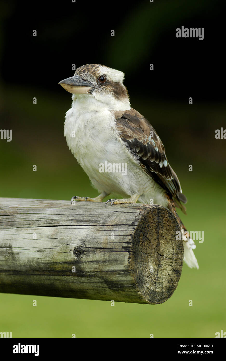 Australische Kookaburra Stockfoto