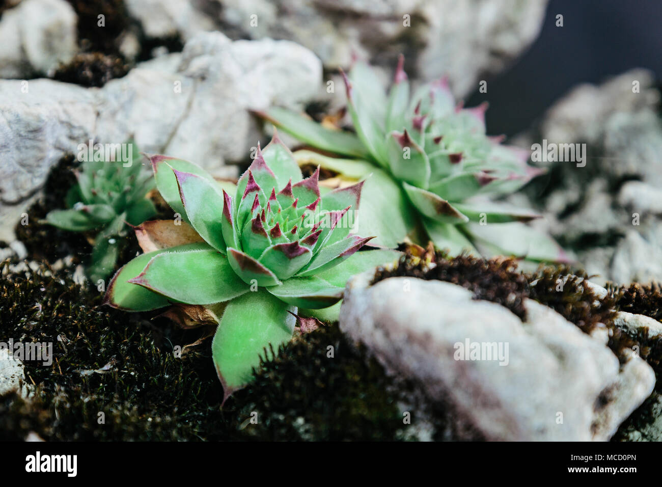 U zlu dobar Fotos und Bildmaterial in hoher Auflösung Alamy U zlu dobar Fotos und Bildmaterial in hoher Auflösung Alamy