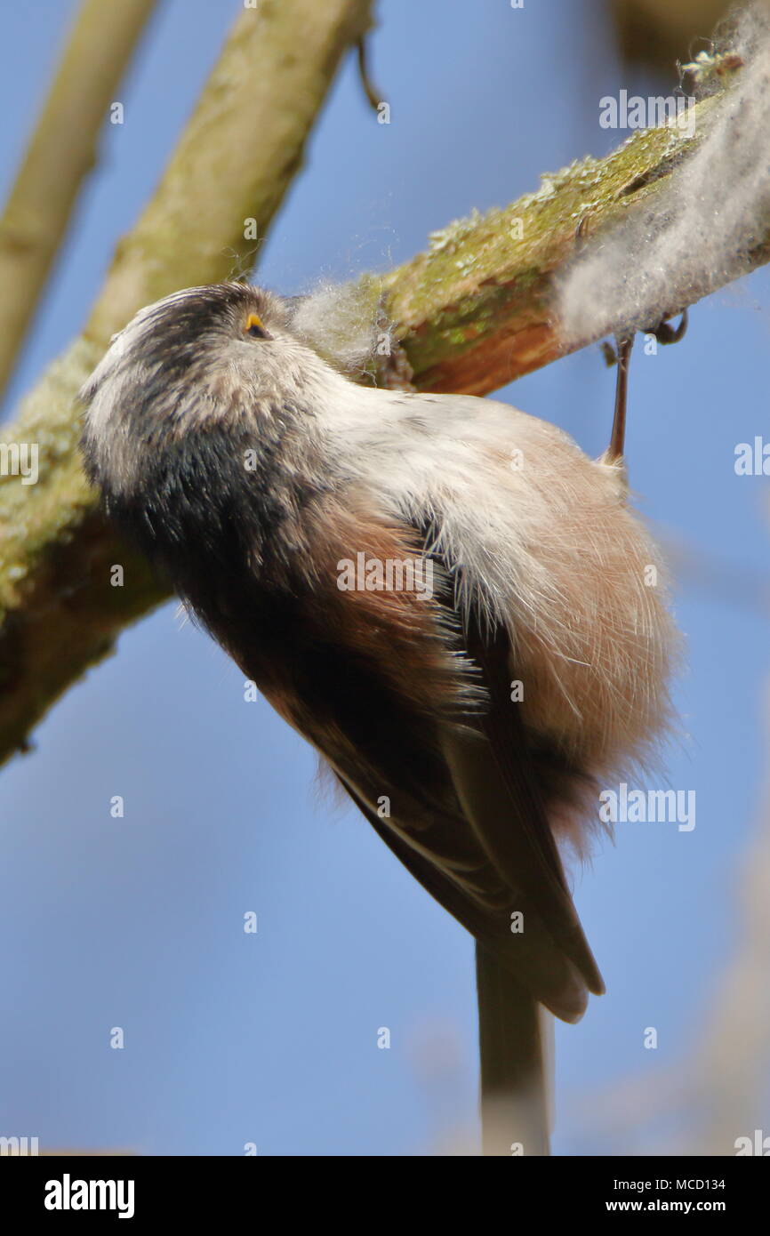Long-tailed Tit, Aegithalos caudatus, fotografiert das Sammeln von nistmaterial an Fairburn Ings, Yorkshire, UK Stockfoto