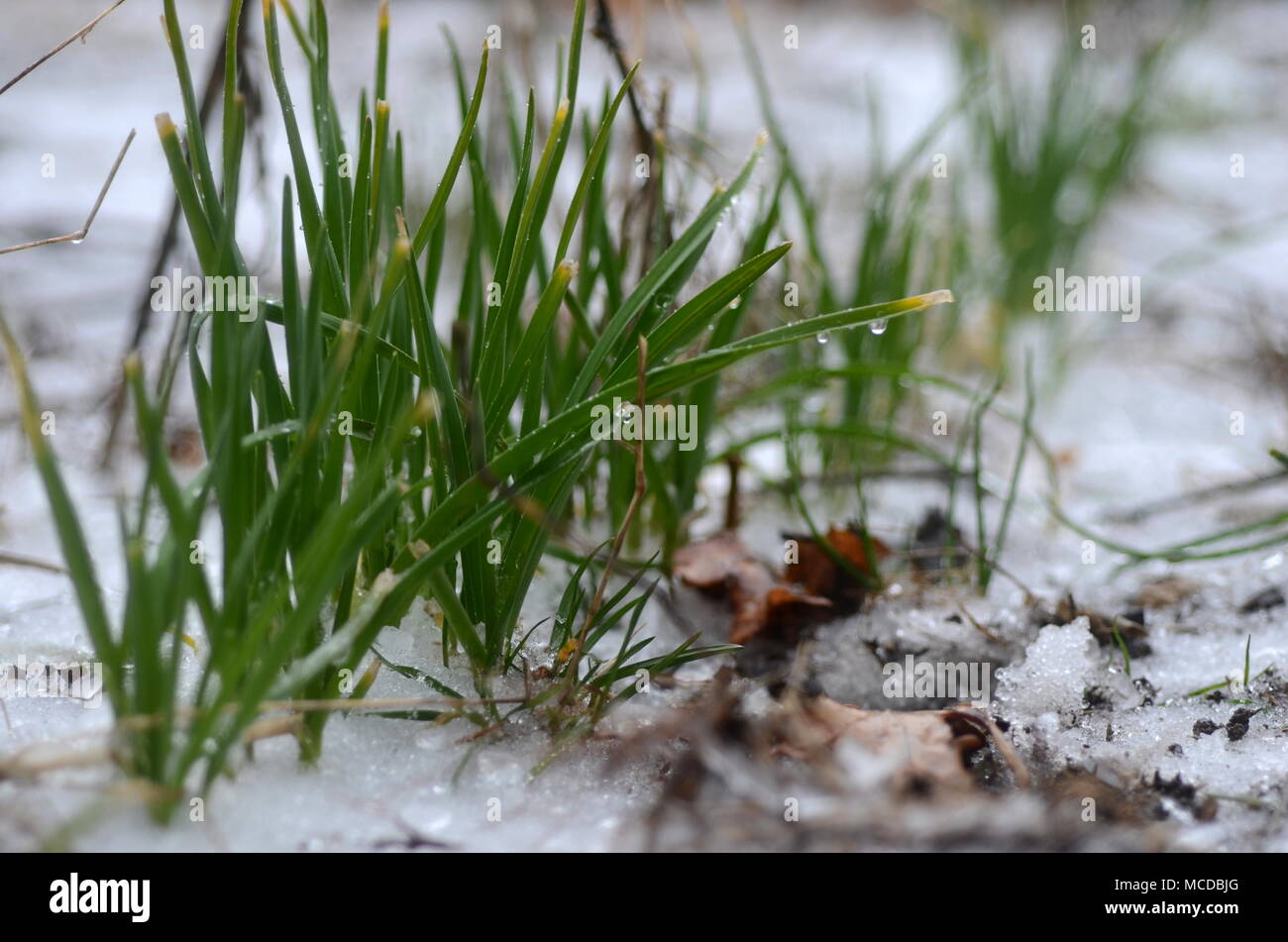 London, Ontario, Kanada - 15 April, 2018: Extreme Wetter schlägt im südlichen Ontario. Gefrierender Regen und starken Wind verursachen Stromausfälle, Straße Kollisionen und Schock für angehende Vegetation. Eisbedeckten Äste brechen unter schwerer Last des Eises. Ice Storm Schäden Stromleitungen verlassen Tausende ohne Strom. Stockfoto