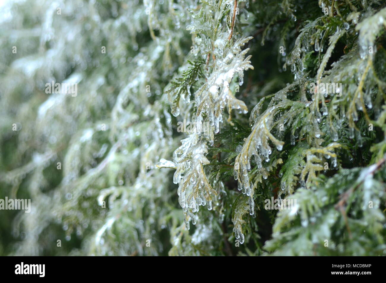 London, Ontario, Kanada - 15 April, 2018: Extreme Wetter schlägt im südlichen Ontario. Gefrierender Regen und starken Wind verursachen Stromausfälle, Straße Kollisionen und Schock für angehende Vegetation. Eisbedeckten Äste brechen unter schwerer Last des Eises. Ice Storm Schäden Stromleitungen verlassen Tausende ohne Strom. Stockfoto