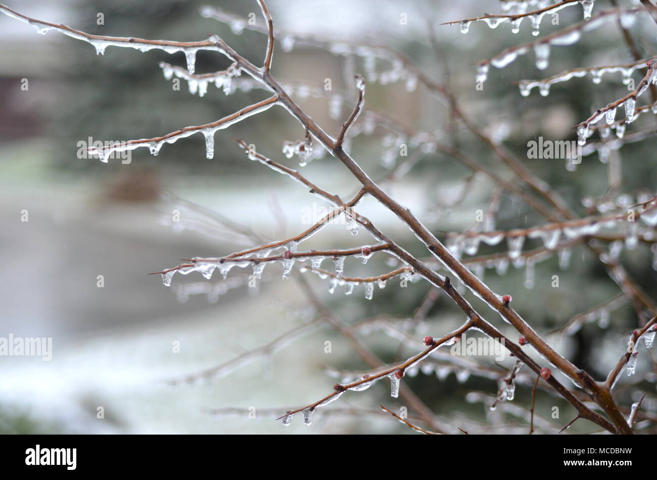 London, Ontario, Kanada - 15 April, 2018: Extreme Wetter schlägt im südlichen Ontario. Gefrierender Regen und starken Wind verursachen Stromausfälle, Straße Kollisionen und Schock für angehende Vegetation. Eisbedeckten Äste brechen unter schwerer Last des Eises. Ice Storm Schäden Stromleitungen verlassen Tausende ohne Strom. Stockfoto