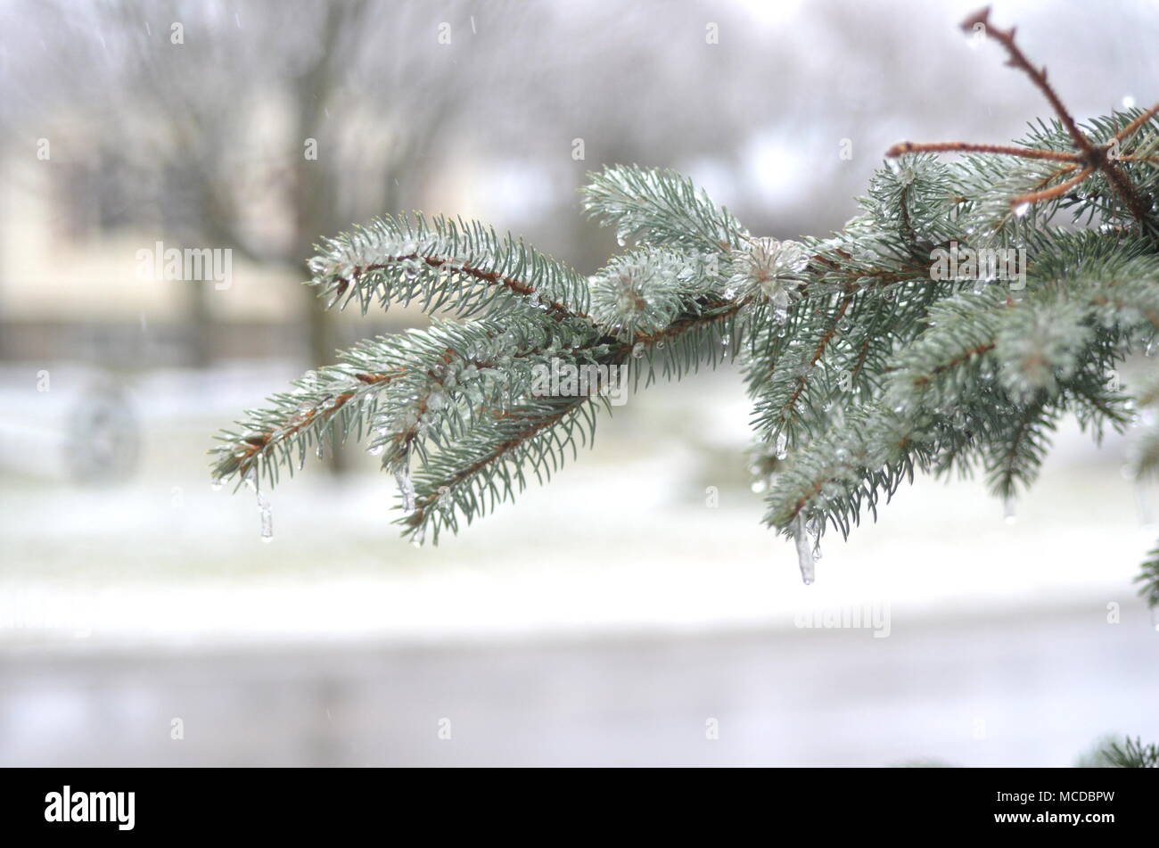 London, Ontario, Kanada - 15 April, 2018: Extreme Wetter schlägt im südlichen Ontario. Gefrierender Regen und starken Wind verursachen Stromausfälle, Straße Kollisionen und Schock für angehende Vegetation. Eisbedeckten Äste brechen unter schwerer Last des Eises. Ice Storm Schäden Stromleitungen verlassen Tausende ohne Strom. Stockfoto
