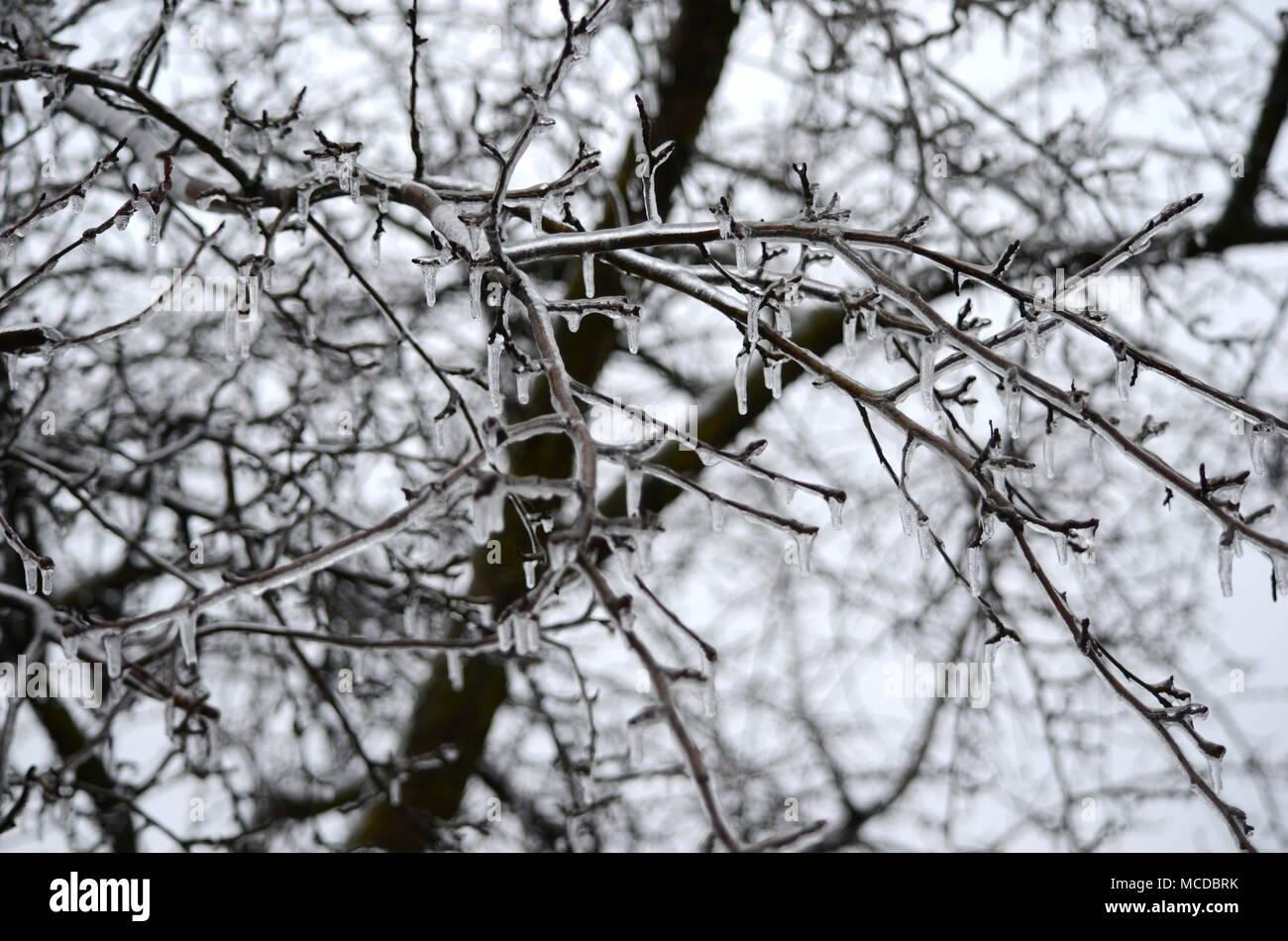 London, Ontario, Kanada - 15 April, 2018: Extreme Wetter schlägt im südlichen Ontario. Gefrierender Regen und starken Wind verursachen Stromausfälle, Straße Kollisionen und Schock für angehende Vegetation. Eisbedeckten Äste brechen unter schwerer Last des Eises. Ice Storm Schäden Stromleitungen verlassen Tausende ohne Strom. Stockfoto