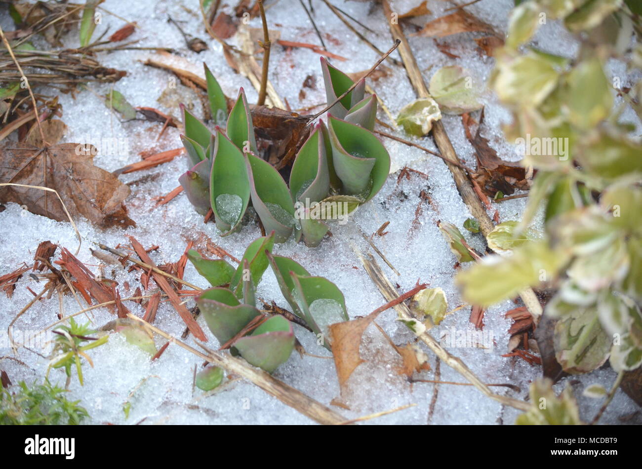 London, Ontario, Kanada - 15 April, 2018: Extreme Wetter schlägt im südlichen Ontario. Gefrierender Regen und starken Wind verursachen Stromausfälle, Straße Kollisionen und Schock für angehende Vegetation. Eisbedeckten Äste brechen unter schwerer Last des Eises. Ice Storm Schäden Stromleitungen verlassen Tausende ohne Strom. Stockfoto