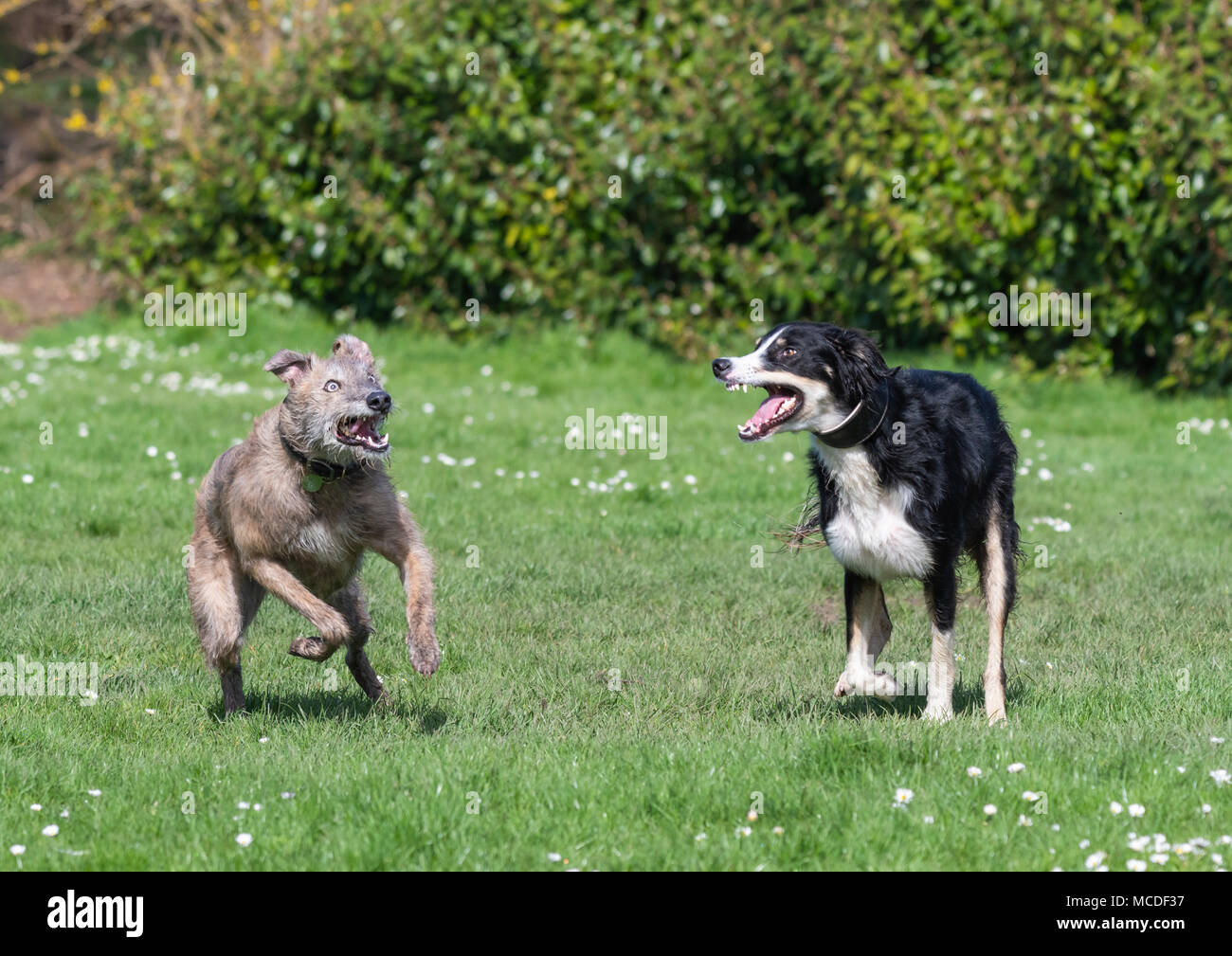 Ein paar Lurcher Hunde spielen in einem Park im Frühjahr in Großbritannien. Männliche und weibliche Paar glücklich Lurcher Hunde Spaß in einem Park. Stockfoto