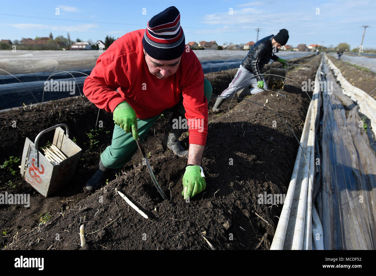 Chlumin, Tschechische Republik. 14 Apr, 2018. Saisonale landwirtschaftliche Arbeitnehmer Ernte Spargel auf einem Feld von einer Farm in Chlumin, Tschechische Republik, 14. April 2018. Credit: Ondrej Deml/CTK Photo/Alamy leben Nachrichten Stockfoto