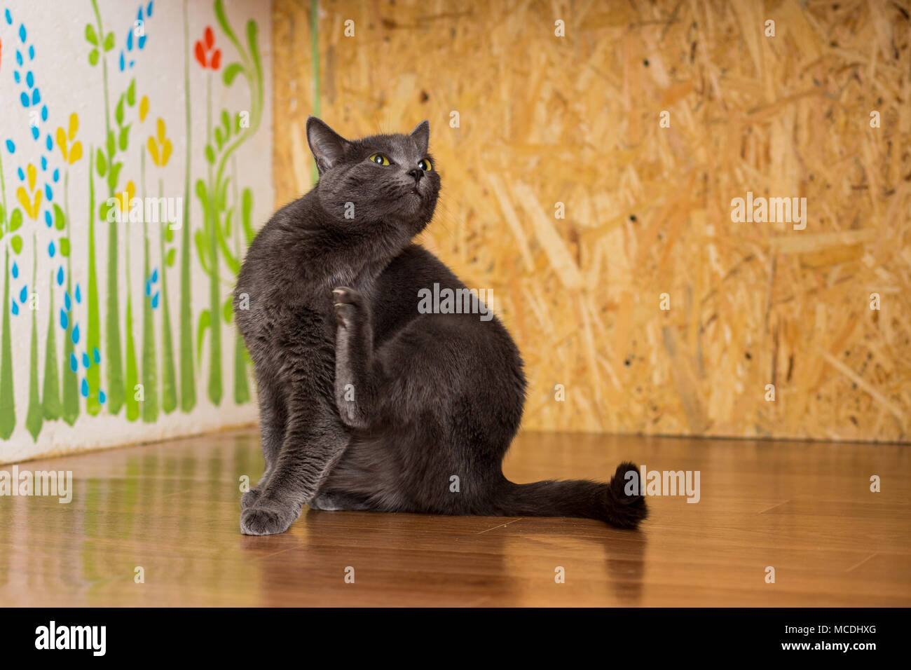 Katze smoky Farbe mit grünen Augen sitzen auf dem Boden und juckt Stockfoto