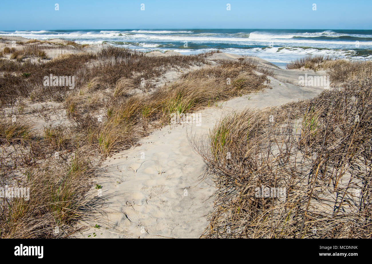 Outer Banks Beach Trail: Ein Sandstrand Fuß Weg führt über Gras bewachsene Dünen zum Strand von Cape Hatteras National Seashore. Stockfoto