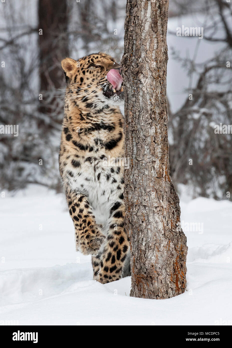 Amur Leopar genießen die Möglichkeit der Winter Beute Stockfoto