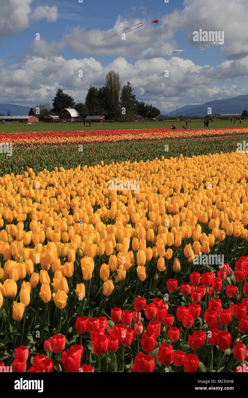 Skagit Valley Tulip Festival Stockfoto