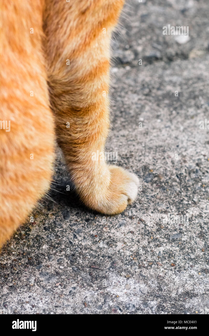 Street cat Isolieren auf Hintergrund, Vorderansicht von oben, technische Kosten. Stockfoto