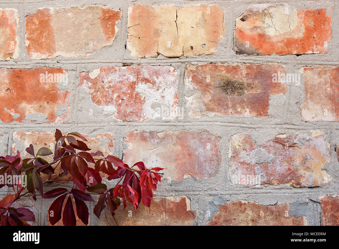 Vintage Ziegelwand mit natürlichen Blumenrahmen. Wildrebe an der Wand eines alten Gebäudes. Textur, Muster, Hintergrund, Herbst. Goldener Herbst. Wilde gra Stockfoto