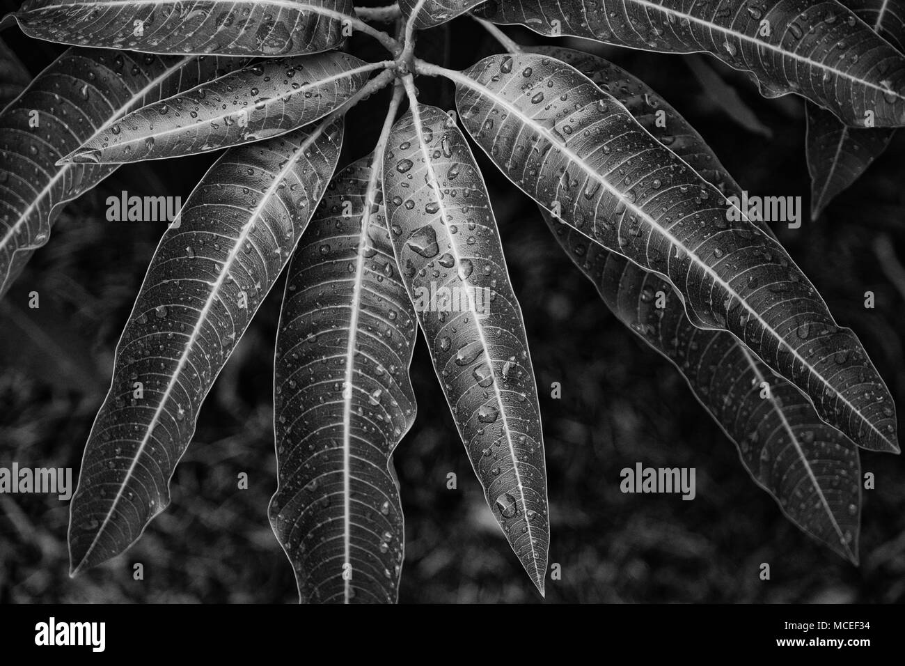 Markante monochrome von Mango pflanze Blätter nach regen Stockfoto