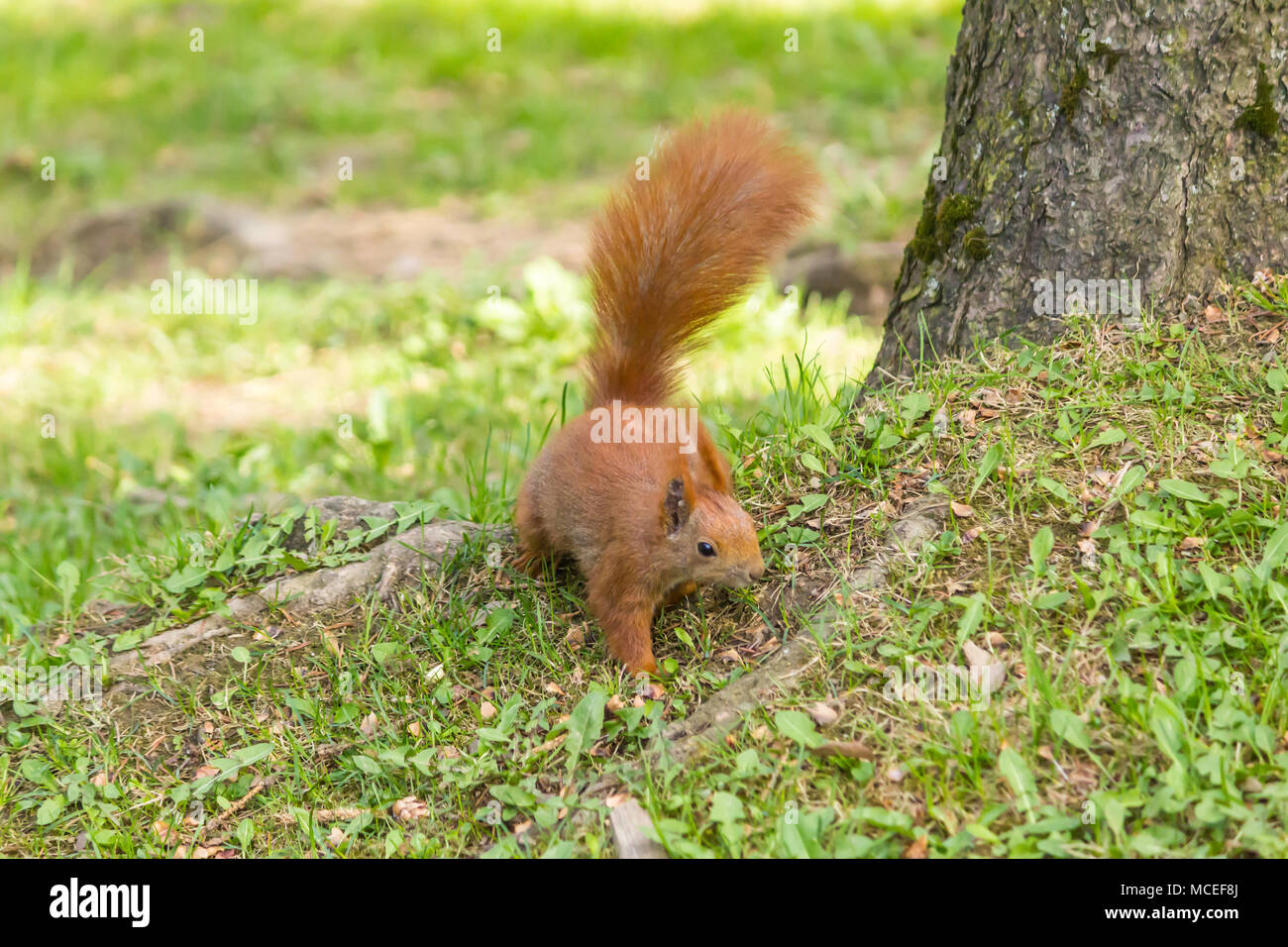 Rufous Eichhörnchen gingen vom Baum auf das grüne Gras. Er ist auf der Suche nach Essen im Frühjahr junge Gras nach dem Winter. Stockfoto