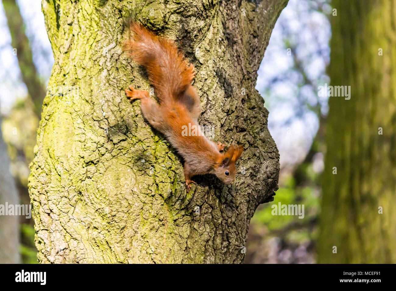 Rufous Eichhörnchen auf einer Buche. Fotos für die Website über Natur, Tiere, Parks und Wälder. Stockfoto