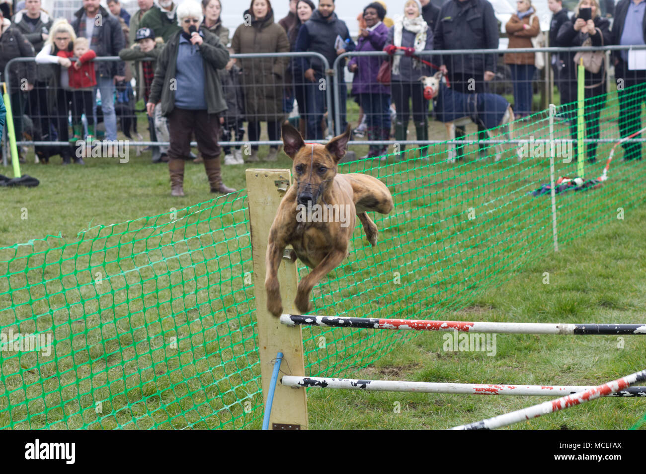 Greyhound Racing über Hürden Stockfoto