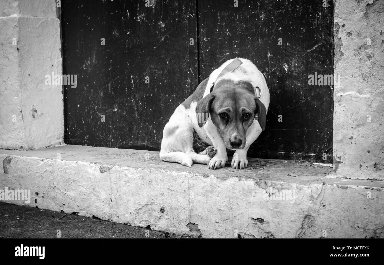 Der Hund ruht und starrte, Griechenland Stockfoto