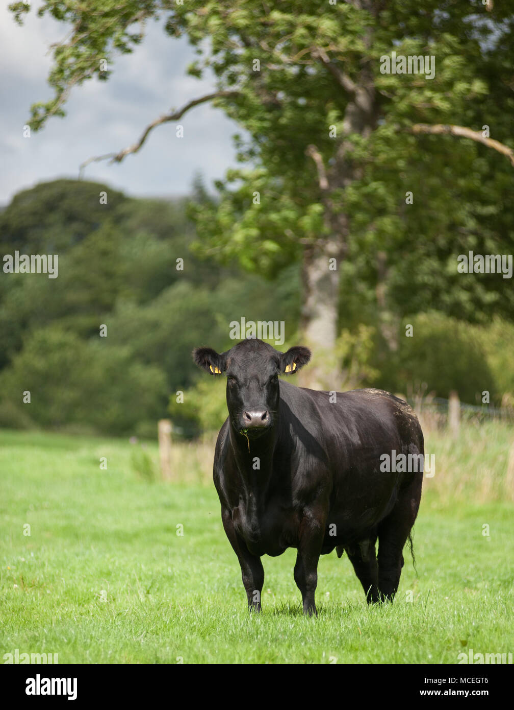 Pedigree Schwarz Aberdeen Angus Kuh grasen in Cumbria. Stockfoto