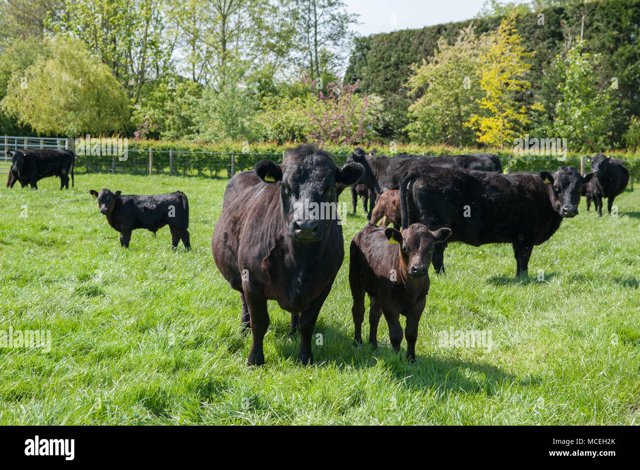 Schwarz Stammbaum Dexter Kühe und schwarz Stammbaum Dexter Kälber grasen in ein Feld in Cumbria. Stockfoto