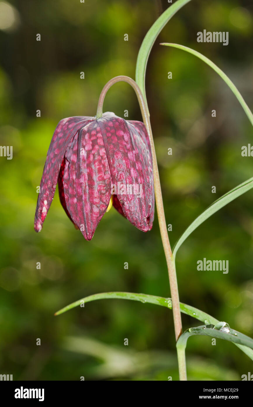 Blume der Fritillaria meleagris Stockfoto