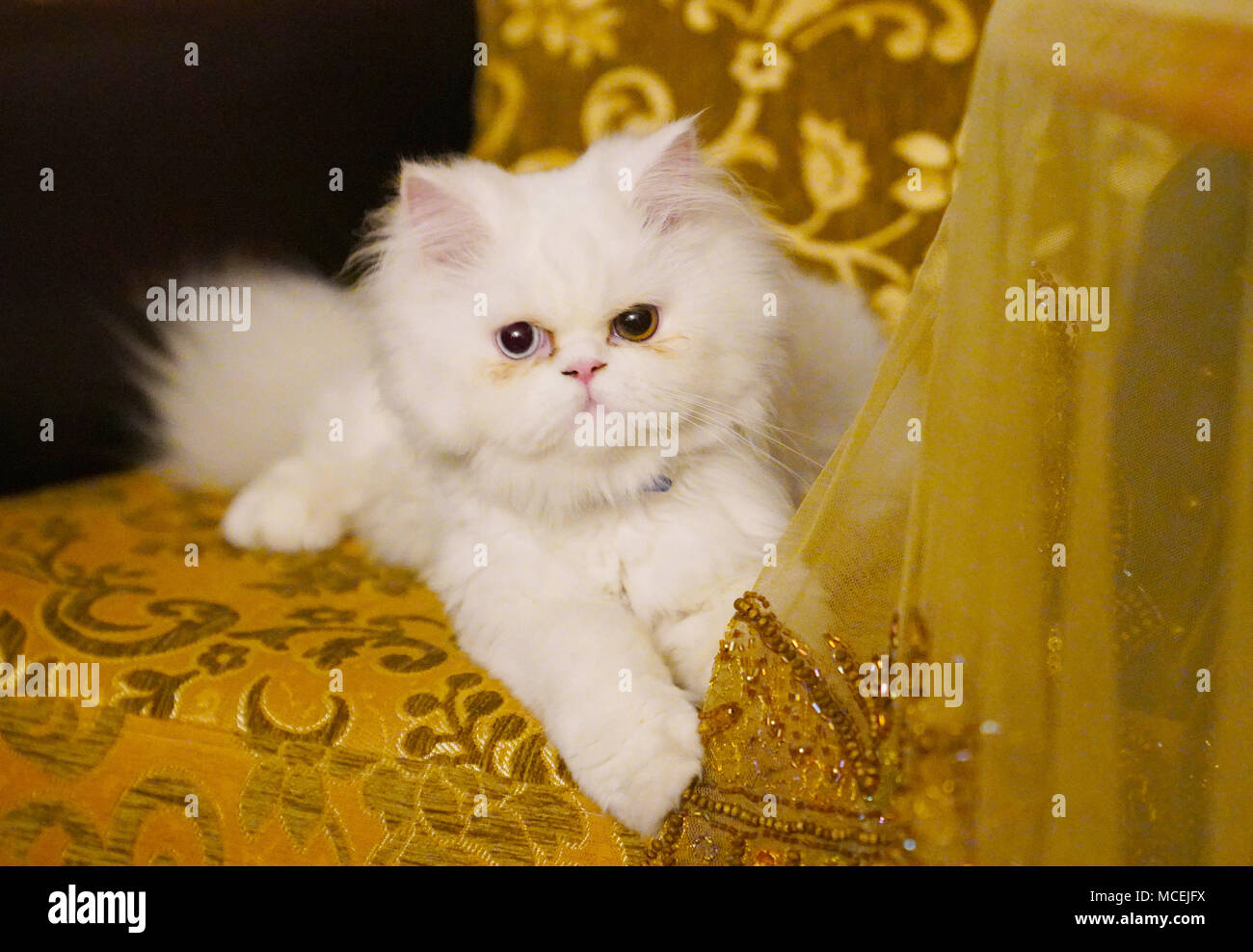 Persisch und Türkisch Van Katzen kreuz Rasse sitzt auf einem Sofa, weiße Farbe und Katze mit ungeraden Augen Stockfoto
