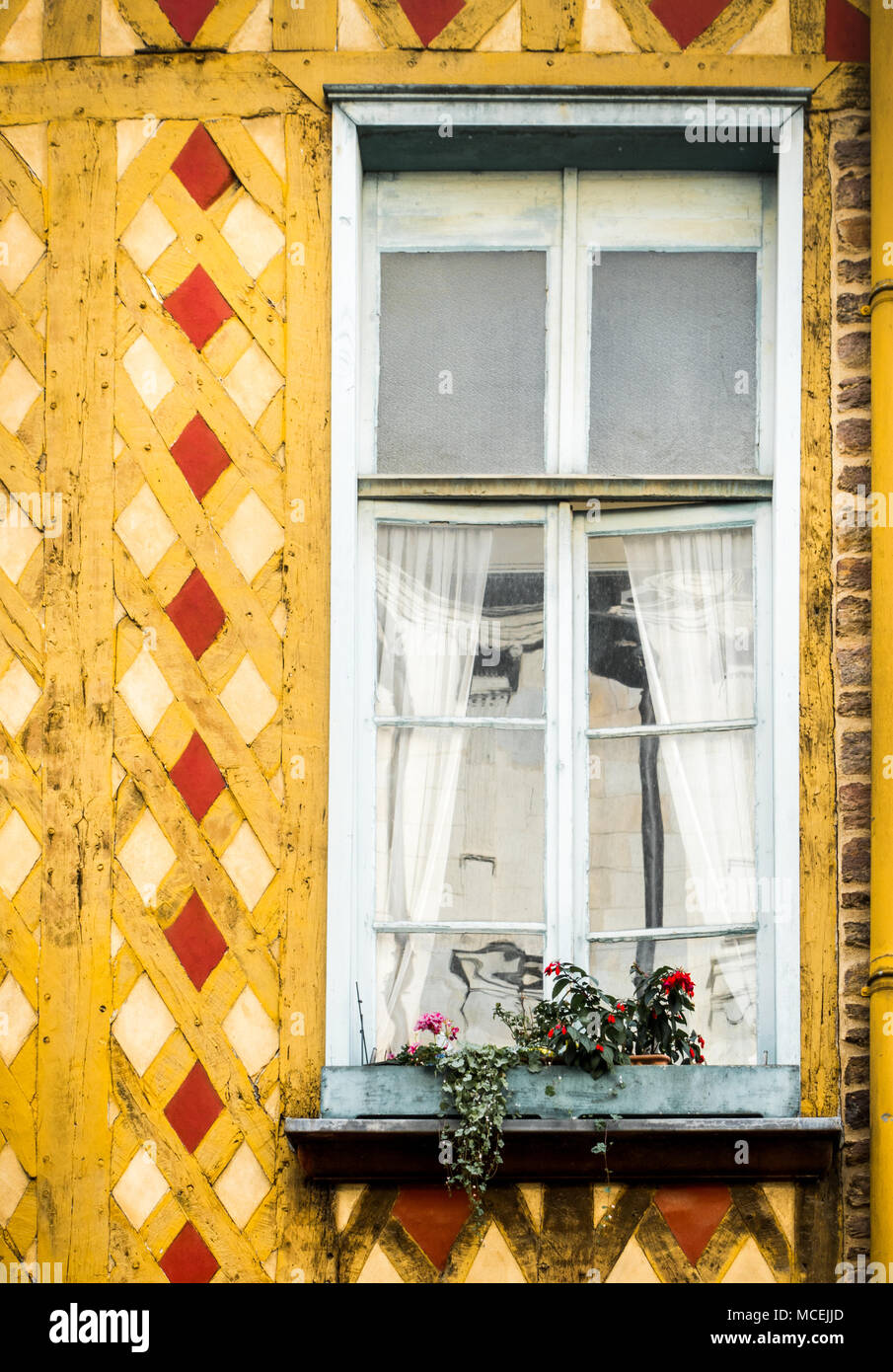 Nahaufnahme der gelbe Wand, Bretagne, Frankreich, Europa Stockfoto
