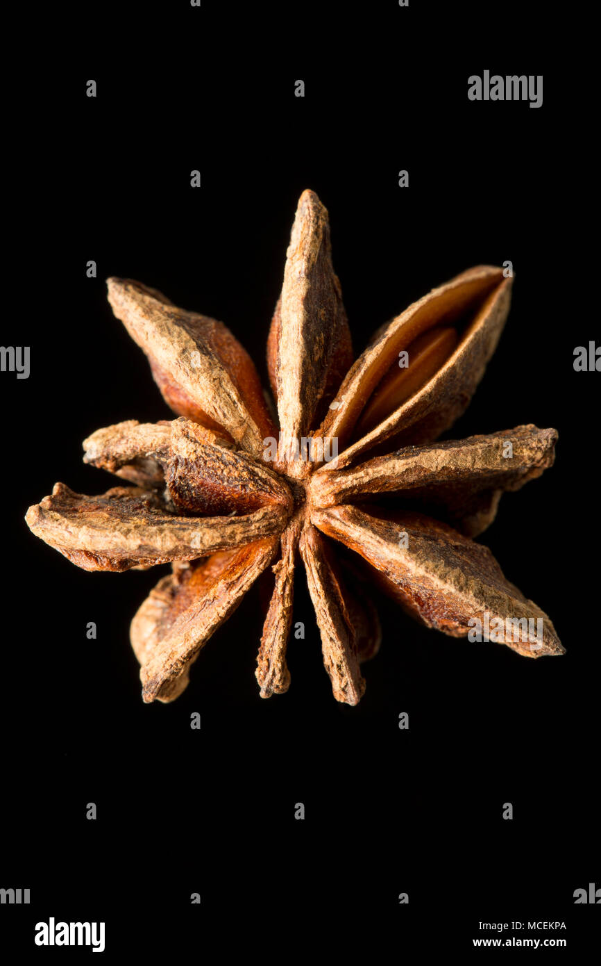 Sternanis, Illicium verum, gekauft von einem Supermarkt in Großbritannien. Sternanis ist beliebt in der asiatischen Küche und ist auch medizinisch genutzt. England UK GB Stockfoto