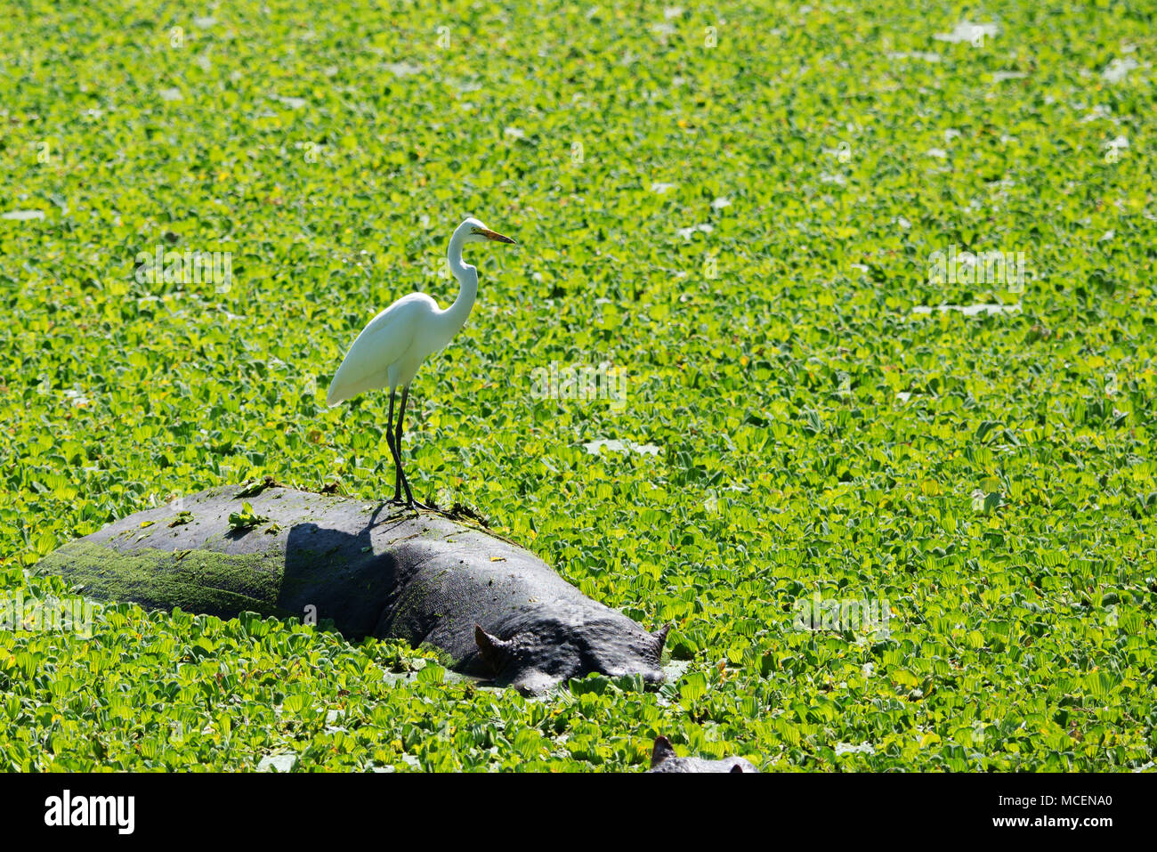 WHITE EGRET (Ardea alba) STEHEN AUF DER NILPFERD (HIPPOPOTAMUS AMPHIBIUS), Sambia Stockfoto
