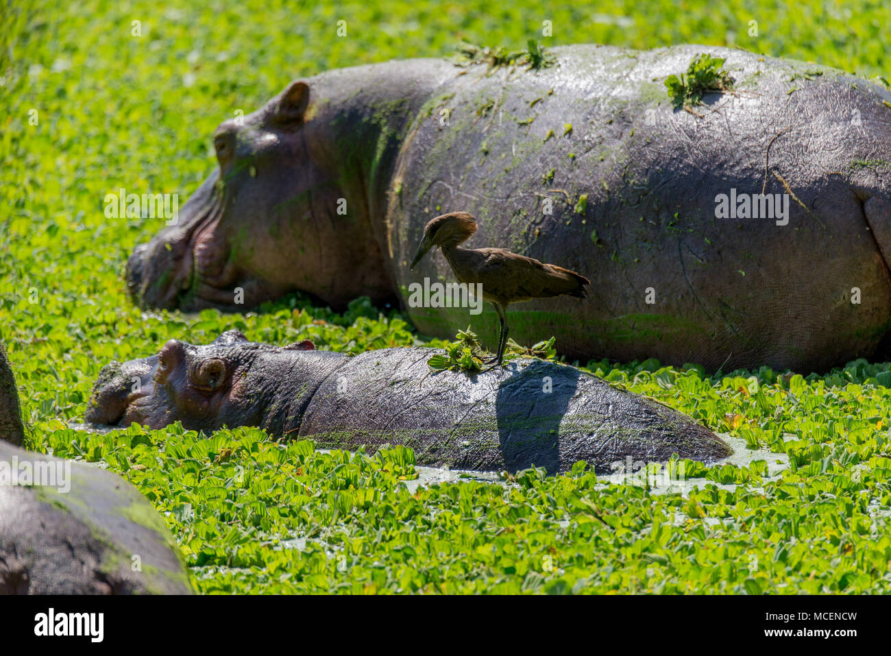 HAMERKOP (SCOPUS UMBRETTA) stehend auf FLUSSPFERD (HIPPOPOTAMUS AMPHIBIUS) zurück, SAMBIA Stockfoto