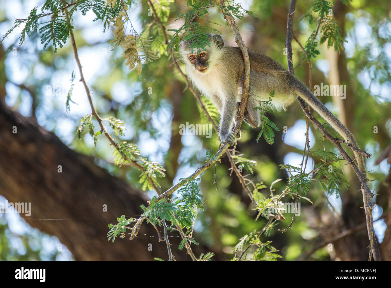 Meerkatze (Cercopithecus aethiops) ruht auf Zweigniederlassungen, die in einem Baum, SAMBIA Stockfoto