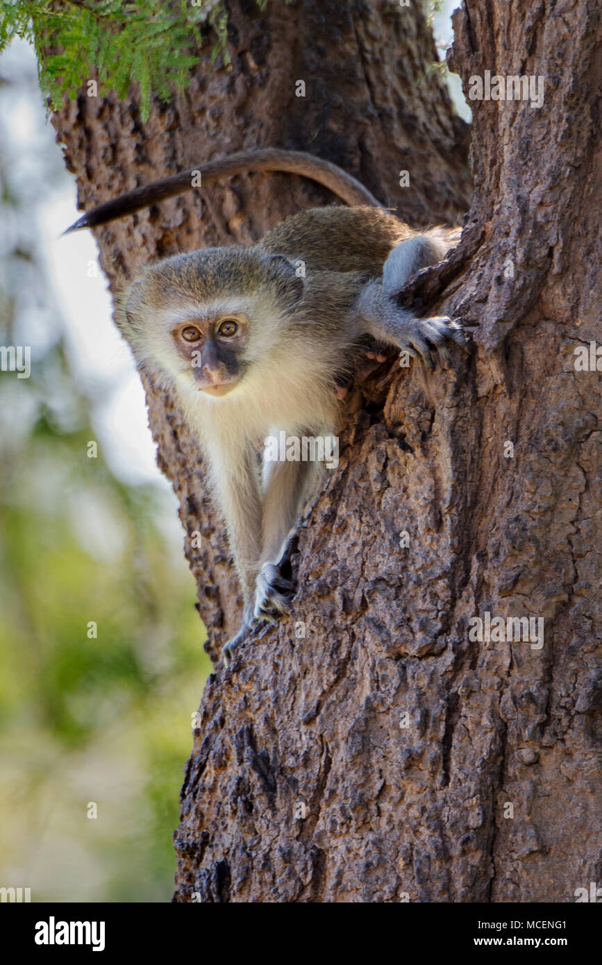 Meerkatze (Cercopithecus aethiops) Festhalten am Baumstamm, SAMBIA Stockfoto