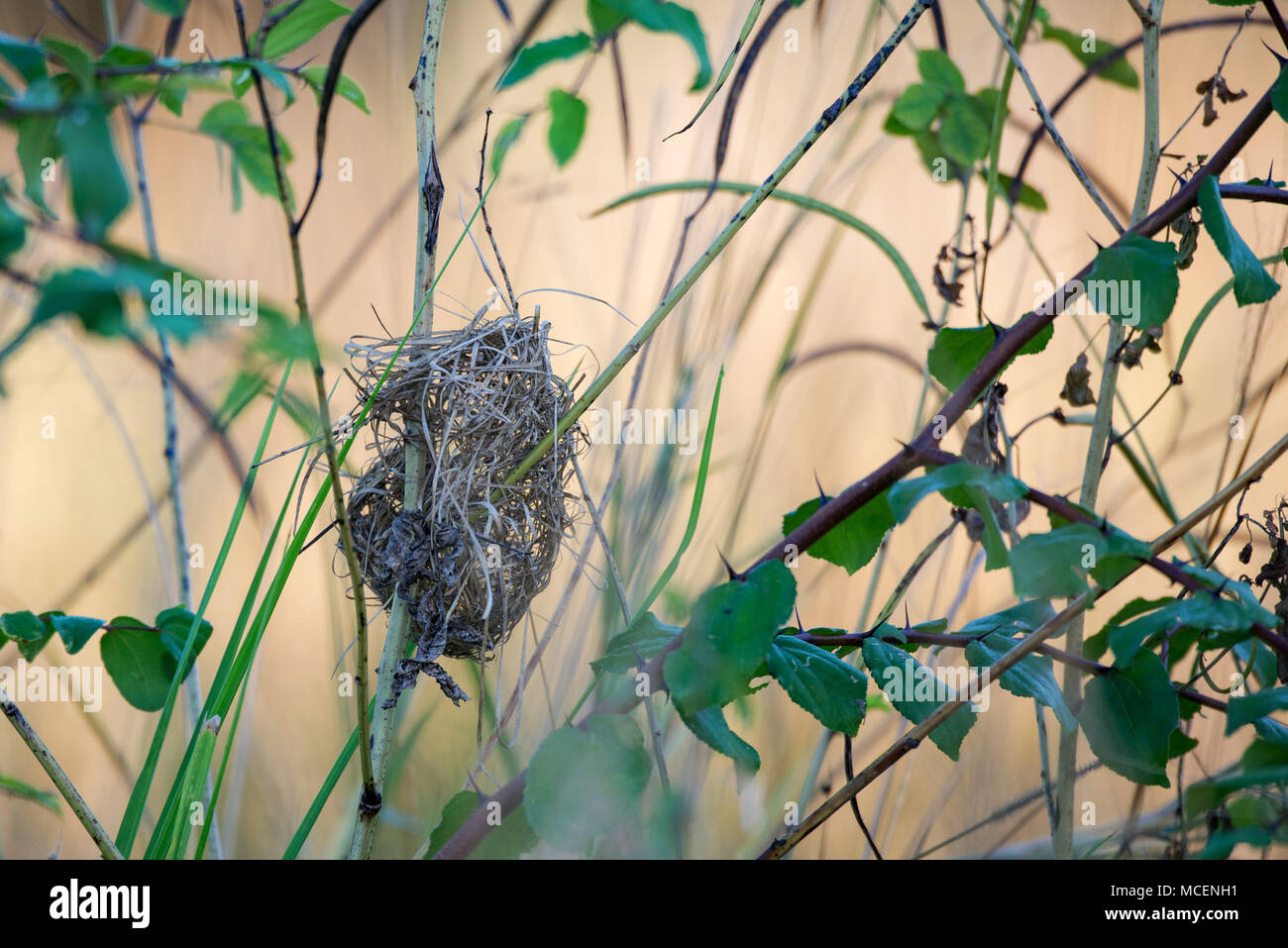Nahaufnahme der WEAVER'S NEST IN PINSEL, SAMBIA Stockfoto