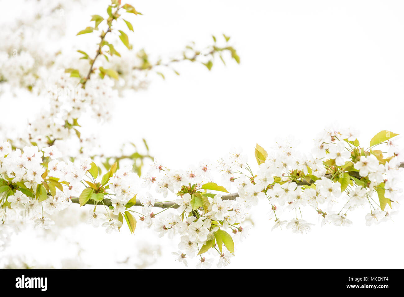 Die weißen Blüten und Zweige von einem blühenden Baum gegen einen weißen Hintergrund mit einer geringen Tiefenschärfe und einem High-key-Behandlung. Stockfoto