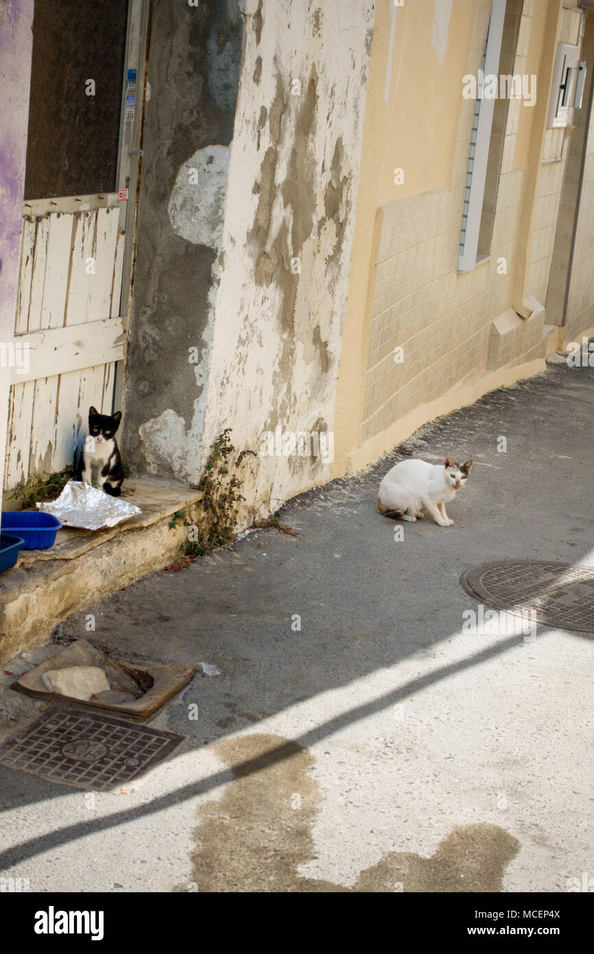 Katzen auf Wanderweg durch alte Gebäude, Heraklion, Griechenland Stockfoto