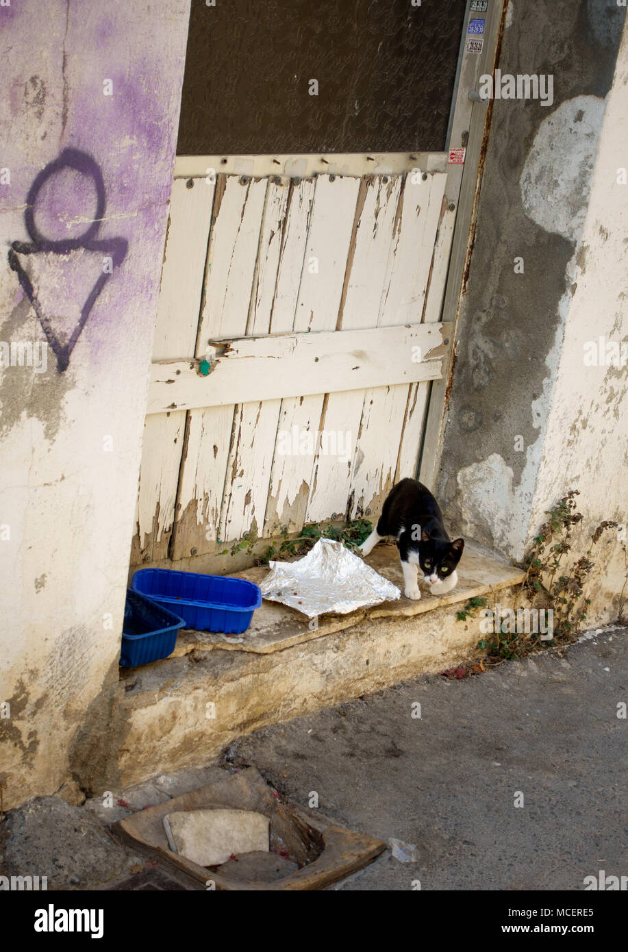 Katze auf Wanderweg durch alte Gebäude, Heraklion, Griechenland Stockfoto