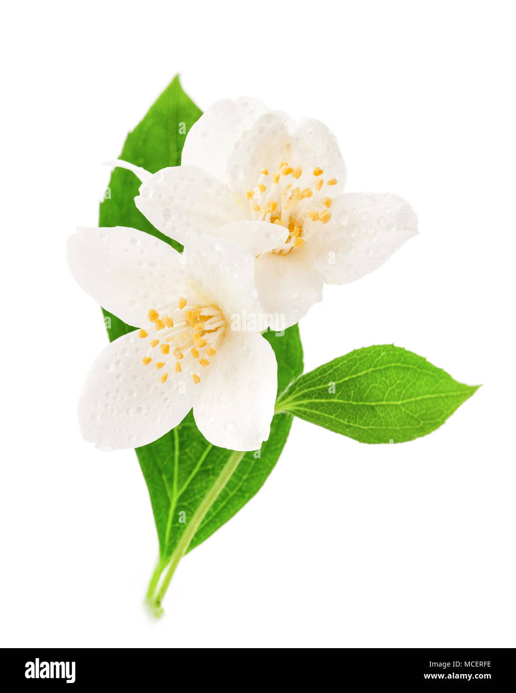 Jasminblüten isoliert auf weißem Hintergrund Stockfoto