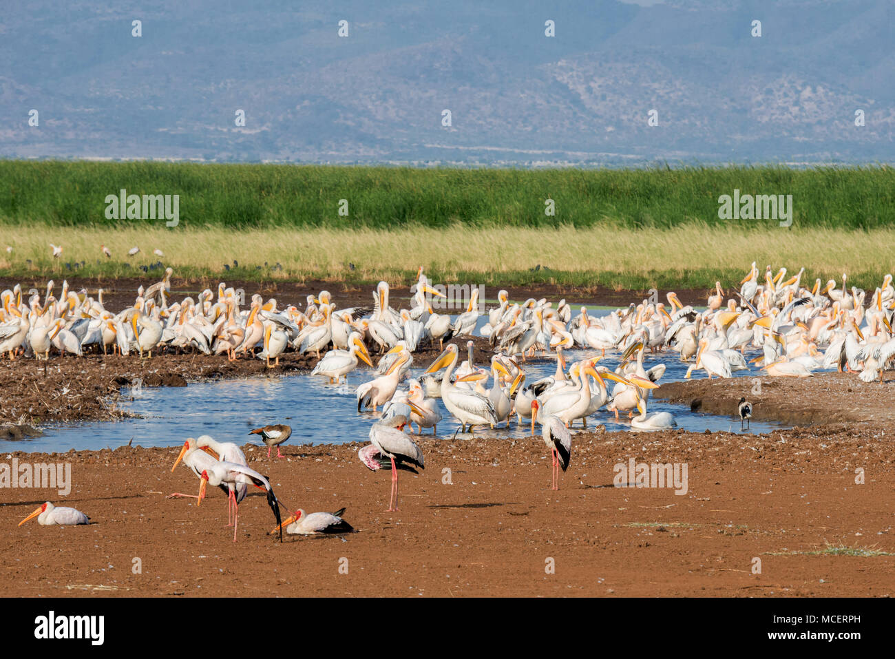 YELLOW-BILLED STÖRCHE (MYCTERIA IBIS) und großen weißen Pelikanen (PELECANUS ONOCROTALUS) am Wasserloch, Lake Manyara National Park, Tansania Stockfoto
