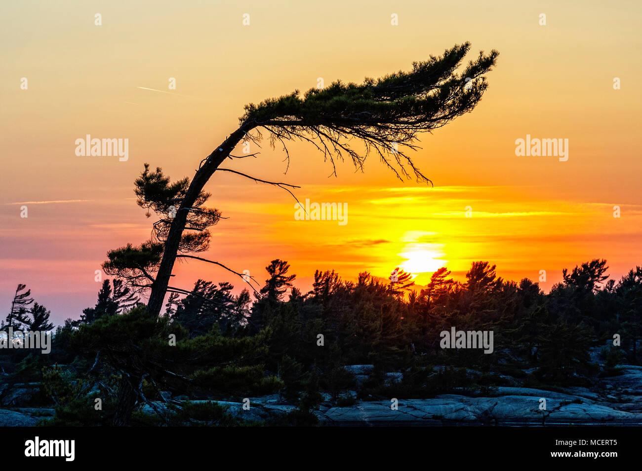 Der Wind fegte Kiefer in einem goldenen Sonnenuntergang Silhouette Stockfoto